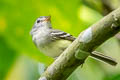 Grey-breasted Flycatcher Lathrotriccus griseipectus