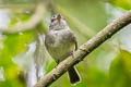 Grey-breasted Flycatcher Lathrotriccus griseipectus