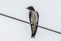 Grey-breasted Martin Progne chalybea macrorhamphus