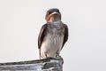 Grey-breasted Martin Progne chalybea macrorhamphus