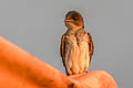 Grey-breasted Martin Progne chalybea macrorhamphus