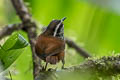 Grey-breasted Wood Wren Henicorhina leucophrys brunneiceps