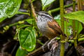 Grey-breasted Wood Wren Henicorhina leucophrys leucophrys