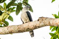 Grey-headed Kite Leptodon cayanensis