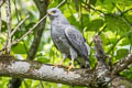 Grey-lined Hawk Buteo nitidus blakei 