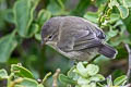 Grey Warbler-Finch Certhidea fusca cinerascens