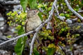 Grey Warbler-Finch Certhidea fusca mentalis 