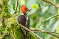 Guayaquil Woodpecker Campephilus gayaquilensis