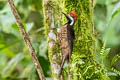 Guayaquil Woodpecker Campephilus gayaquilensis