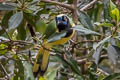 Inca Jay Cyanocorax yncas yncas