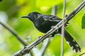 Jet Antbird Cercomacra nigricans