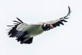 King Vulture Sarcoramphus papa