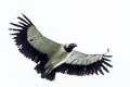 King Vulture Sarcoramphus papa