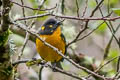 Lacrimose Mountain Tanager Anisognathus lacrymosus palpebrosus