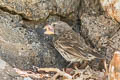 Large Ground Finch Geospiza magnirostris magnirostris