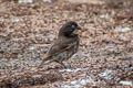 Large Ground Finch Geospiza magnirostris magnirostris