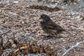 Large Ground Finch Geospiza magnirostris magnirostris