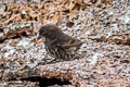 Large Ground Finch Geospiza magnirostris magnirostris