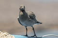 Lava Gull Leucophaeus fuliginosus