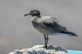 Lava Gull Leucophaeus fuliginosus