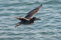 Lava Heron Butorides sundevalli (Galapagos Heron)