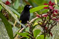 Leon-rumped Tanager Ramphocelus icteronotus