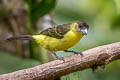 Leon-rumped Tanager Ramphocelus icteronotus