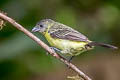 Leon-rumped Tanager Ramphocelus icteronotus