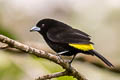 Leon-rumped Tanager Ramphocelus icteronotus