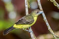 Leon-rumped Tanager Ramphocelus icteronotus