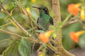 Lesser Violetear Colibri cyanotus cyanotus