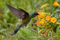 Lesser Violetear Colibri cyanotus cyanotus