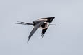 Magnificent Frigatebird Fregata magnificens