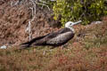 Magnificent Frigatebird Fregata magnificens