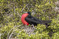 Magnificent Frigatebird Fregata magnificens