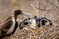 Magnificent Frigatebird Fregata magnificens