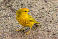 Mangrove Warbler Setophaga petechia aureola