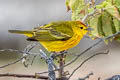 Mangrove Warbler Setophaga petechia aureola