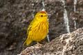 Mangrove Warbler Setophaga petechia aureola