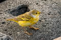 Mangrove Warbler Setophaga petechia aureola