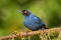 Masked Flowerpiercer Diglossa cyanea cyanea