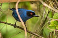 Masked Flowerpiercer Diglossa cyanea cyanea