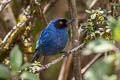 Masked Flowerpiercer Diglossa cyanea cyanea