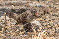 Medium Ground Finch Geospiza fortis