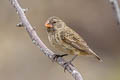 Medium Ground Finch Geospiza fortis