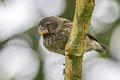 Medium Ground Finch Geospiza fortis