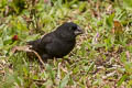 Medium Ground Finch Geospiza fortis