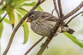 Medium Tree Finch Camarhynchus pauper