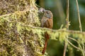 Montane Woodcreeper Lepidocolaptes lacrymiger aequatorialis