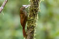 Montane Woodcreeper Lepidocolaptes lacrymiger aequatorialis